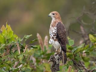 Buizerd